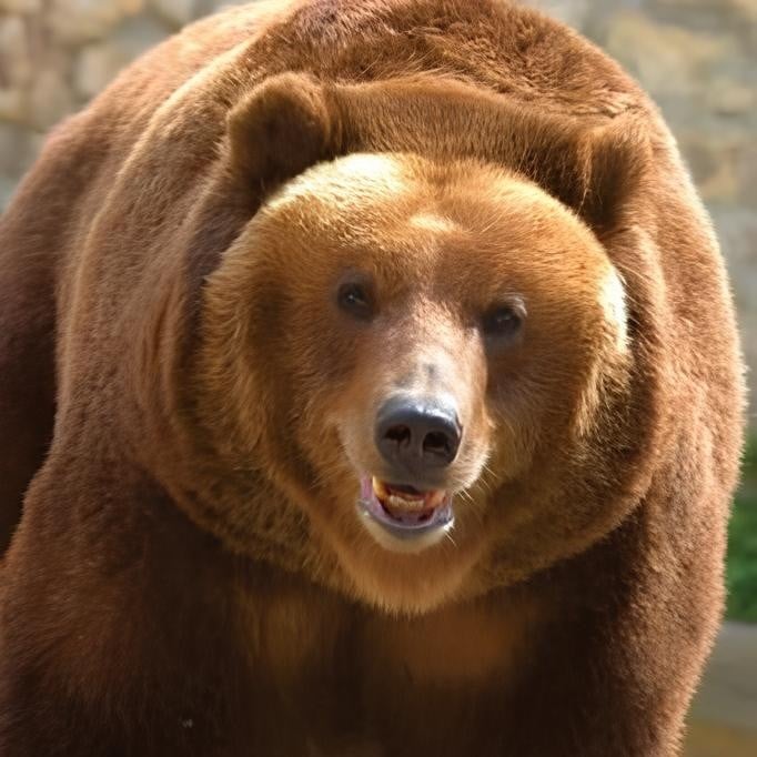 Grizzly bear